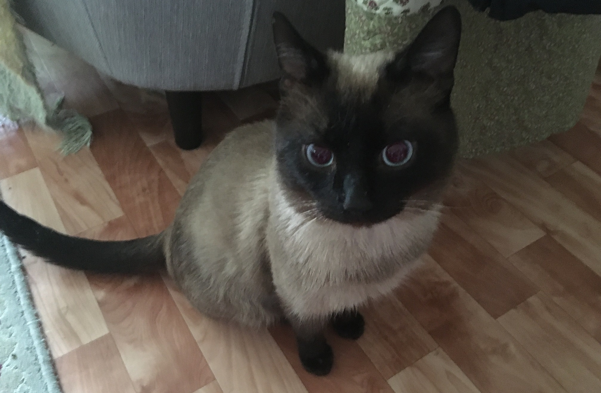  Кот 